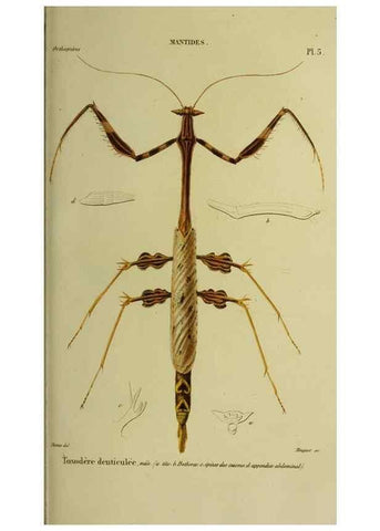 Reproducción/Reproduction 26811975589: Histoire naturelle des insectes.. Paris,Librairie encylopédique de Roret,1839.. 