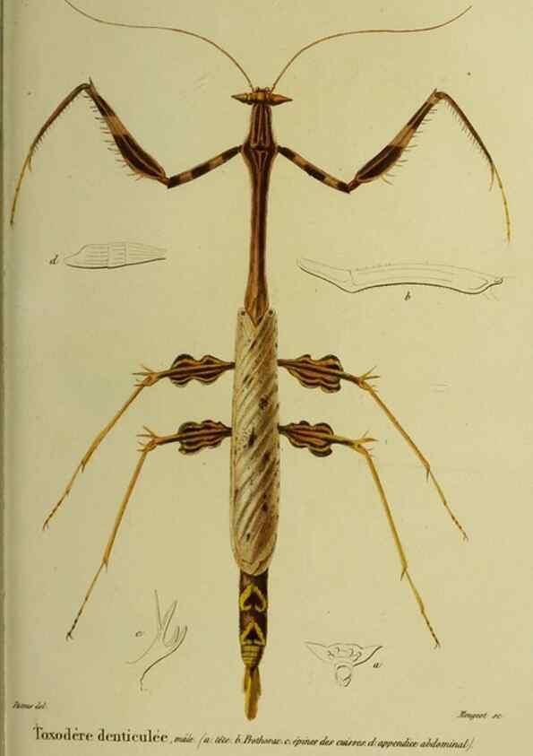 Reproducción/Reproduction 26811975589: Histoire naturelle des insectes.. Paris,Librairie encylopédique de Roret,1839.. 