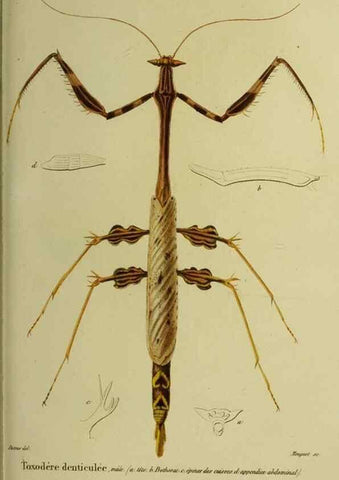 Reproducción/Reproduction 26811975589: Histoire naturelle des insectes.. Paris,Librairie encylopédique de Roret,1839.. 