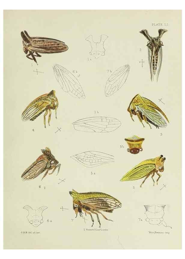 Reproducción/Reproduction 24424648928: A monograph of the Membracidæ,. London,L. Reeve & co., limited,1903.. 