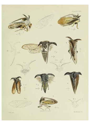 Reproducción/Reproduction 24424654308: A monograph of the Membracidæ,. London,L. Reeve & co., limited,1903.. 