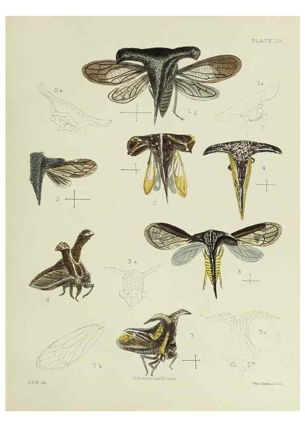 Reproducción/Reproduction 24424656748: A monograph of the Membracidæ,. London,L. Reeve & co., limited,1903.. 