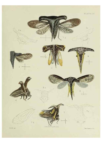 Reproducción/Reproduction 24424656748: A monograph of the Membracidæ,. London,L. Reeve & co., limited,1903.. 