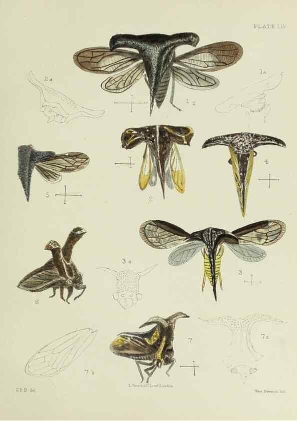 Reproducción/Reproduction 24424656748: A monograph of the Membracidæ,. London,L. Reeve & co., limited,1903.. 