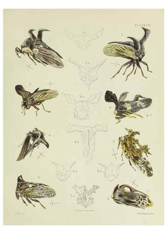 Reproducción/Reproduction 24424659098: A monograph of the Membracidæ,. London,L. Reeve & co., limited,1903.. 