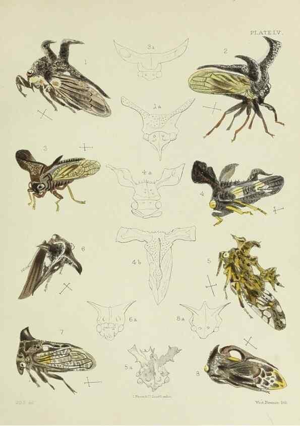 Reproducción/Reproduction 24424659098: A monograph of the Membracidæ,. London,L. Reeve & co., limited,1903.. 
