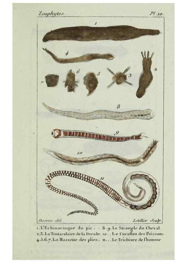 Reproducción/Reproduction 38704773041: Atlas des zoophytes :. Paris :Roret, libraire rue Hautefeuille, au coin de celle du battoir,[18--]. 