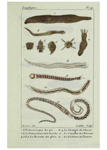 Reproducción/Reproduction 38704773041: Atlas des zoophytes :. Paris :Roret, libraire rue Hautefeuille, au coin de celle du battoir,[18--]. 