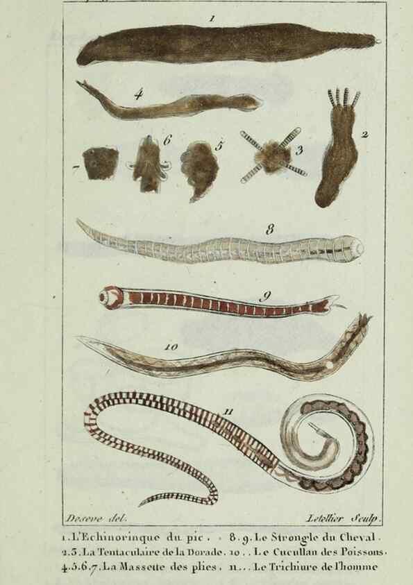 Reproducción/Reproduction 38704773041: Atlas des zoophytes :. Paris :Roret, libraire rue Hautefeuille, au coin de celle du battoir,[18--]. 