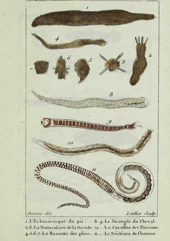 Reproducción/Reproduction 38704773041: Atlas des zoophytes :. Paris :Roret, libraire rue Hautefeuille, au coin de celle du battoir,[18--]. 