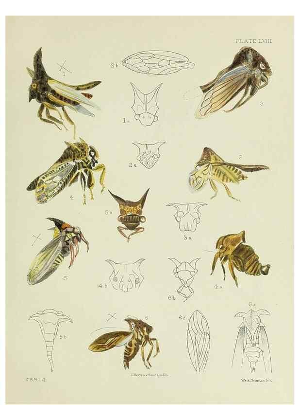 Reproducción/Reproduction 24424665888: A monograph of the Membracidæ,. London,L. Reeve & co., limited,1903.. 