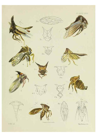 Reproducción/Reproduction 24424665888: A monograph of the Membracidæ,. London,L. Reeve & co., limited,1903.. 