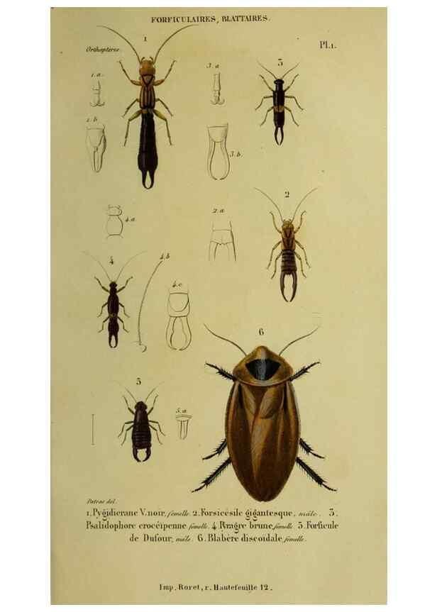 Reproducción/Reproduction 26811968539: Histoire naturelle des insectes.. Paris,Librairie encylopédique de Roret,1839.. 