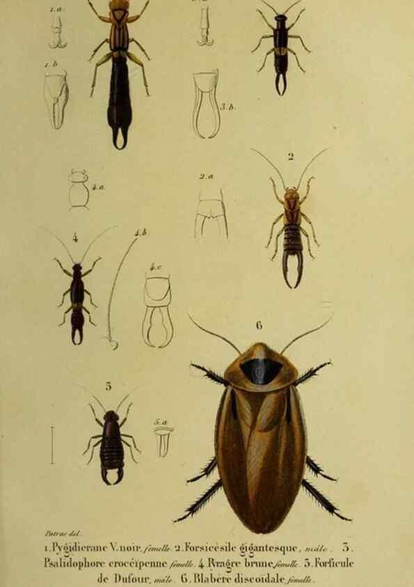 Reproducción/Reproduction 26811968539: Histoire naturelle des insectes.. Paris,Librairie encylopédique de Roret,1839.. 