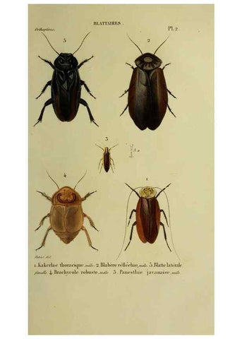 Reproducción/Reproduction 38588705261: Histoire naturelle des insectes.. Paris,Librairie encylopédique de Roret,1839.. 