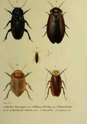 Reproducción/Reproduction 38588705261: Histoire naturelle des insectes.. Paris,Librairie encylopédique de Roret,1839.. 
