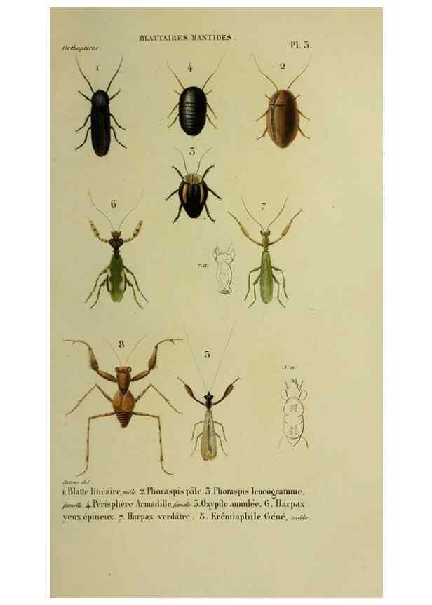 Reproducción/Reproduction 26811971689: Histoire naturelle des insectes.. Paris,Librairie encylopédique de Roret,1839.. 