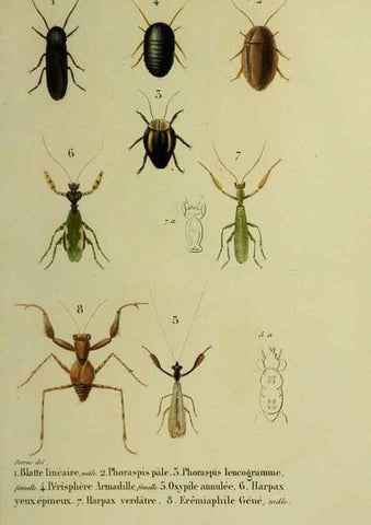 Reproducción/Reproduction 26811971689: Histoire naturelle des insectes.. Paris,Librairie encylopédique de Roret,1839.. 