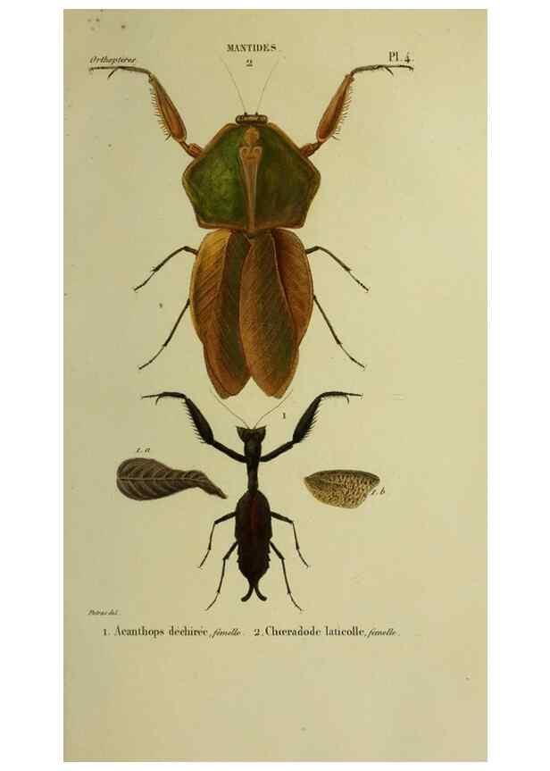 Reproducción/Reproduction 26811973879: Histoire naturelle des insectes.. Paris,Librairie encylopédique de Roret,1839.. 