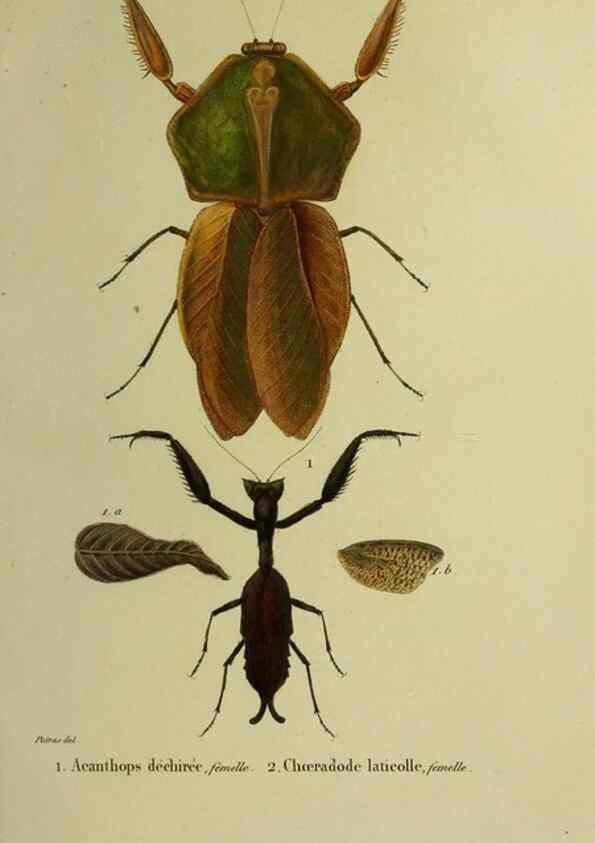 Reproducción/Reproduction 26811973879: Histoire naturelle des insectes.. Paris,Librairie encylopédique de Roret,1839.. 