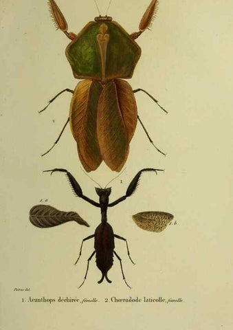 Reproducción/Reproduction 26811973879: Histoire naturelle des insectes.. Paris,Librairie encylopédique de Roret,1839.. 
