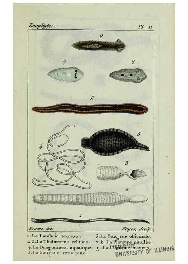 Reproducción/Reproduction 37987077864: Atlas des zoophytes :. Paris :Roret, libraire rue Hautefeuille, au coin de celle du battoir,[18--]. 