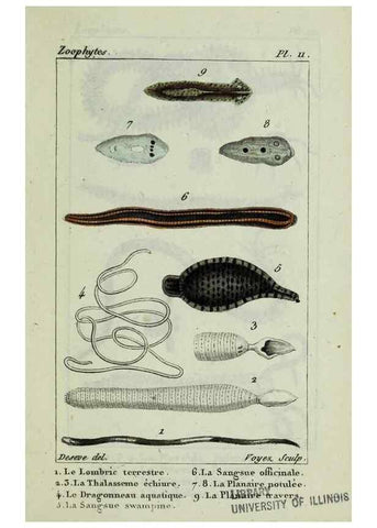 Reproducción/Reproduction 37987077864: Atlas des zoophytes :. Paris :Roret, libraire rue Hautefeuille, au coin de celle du battoir,[18--]. 