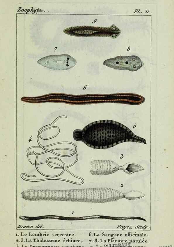 Reproducción/Reproduction 37987077864: Atlas des zoophytes :. Paris :Roret, libraire rue Hautefeuille, au coin de celle du battoir,[18--]. 