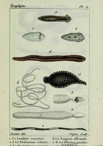 Reproducción/Reproduction 37987077864: Atlas des zoophytes :. Paris :Roret, libraire rue Hautefeuille, au coin de celle du battoir,[18--]. 