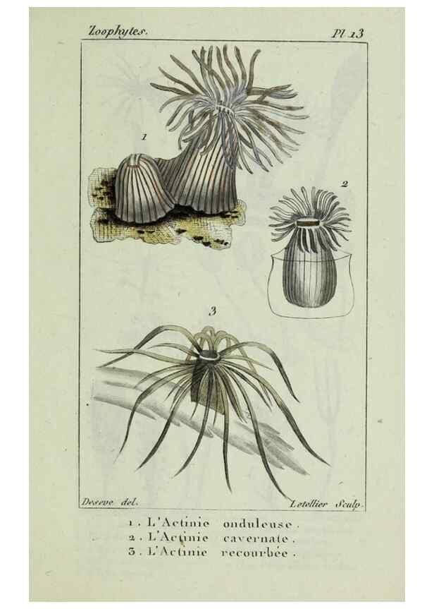 Reproducción/Reproduction 37987084384: Atlas des zoophytes :. Paris :Roret, libraire rue Hautefeuille, au coin de celle du battoir,[18--]. 