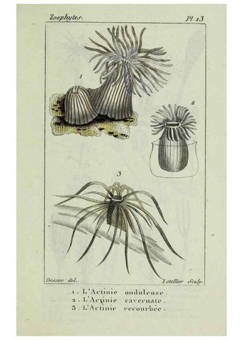 Reproducción/Reproduction 37987084384: Atlas des zoophytes :. Paris :Roret, libraire rue Hautefeuille, au coin de celle du battoir,[18--]. 