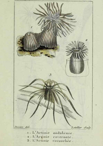 Reproducción/Reproduction 37987084384: Atlas des zoophytes :. Paris :Roret, libraire rue Hautefeuille, au coin de celle du battoir,[18--]. 