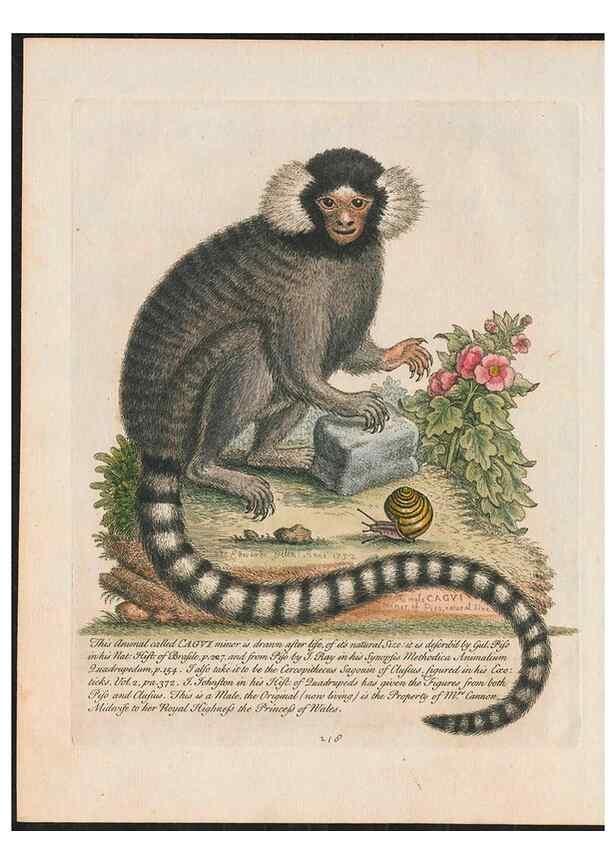 Reproducción/Reproduction 37989782784: Gleanings of natural history, exhibiting figures of quadrupeds, birds, insects, plants &c.... London :Printed for author at the Royal Collage of Physicians,1758-1764.. 