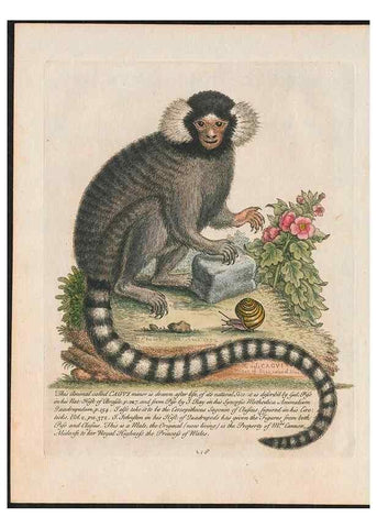 Reproducción/Reproduction 37989782784: Gleanings of natural history, exhibiting figures of quadrupeds, birds, insects, plants &c.... London :Printed for author at the Royal Collage of Physicians,1758-1764.. 