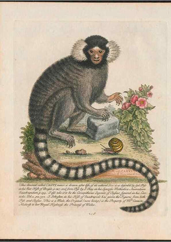 Reproducción/Reproduction 37989782784: Gleanings of natural history, exhibiting figures of quadrupeds, birds, insects, plants &c.... London :Printed for author at the Royal Collage of Physicians,1758-1764.. 