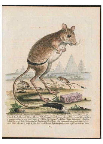 Reproducción/Reproduction 24834581988: Gleanings of natural history, exhibiting figures of quadrupeds, birds, insects, plants &c.... London :Printed for author at the Royal Collage of Physicians,1758-1764.. 