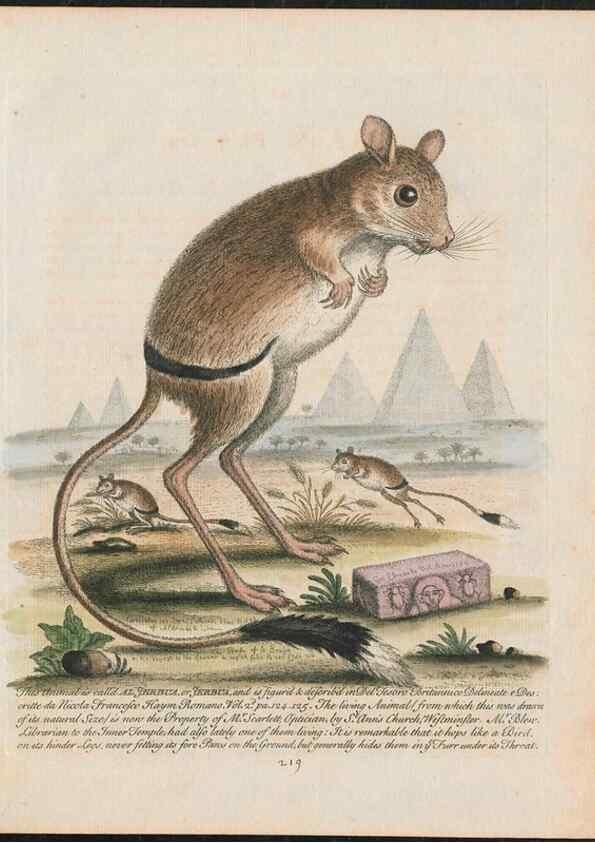 Reproducción/Reproduction 24834581988: Gleanings of natural history, exhibiting figures of quadrupeds, birds, insects, plants &c.... London :Printed for author at the Royal Collage of Physicians,1758-1764.. 