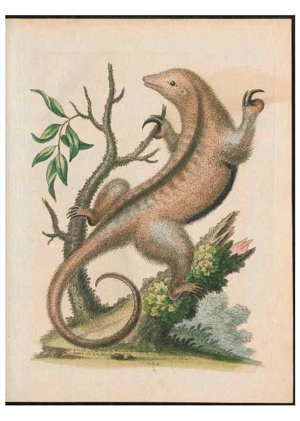 Reproducción/Reproduction 37989789574: Gleanings of natural history, exhibiting figures of quadrupeds, birds, insects, plants &c.... London :Printed for author at the Royal Collage of Physicians,1758-1764.. 