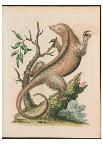 Reproducción/Reproduction 37989789574: Gleanings of natural history, exhibiting figures of quadrupeds, birds, insects, plants &c.... London :Printed for author at the Royal Collage of Physicians,1758-1764.. 