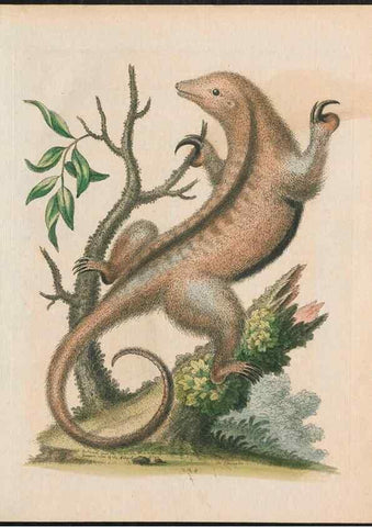 Reproducción/Reproduction 37989789574: Gleanings of natural history, exhibiting figures of quadrupeds, birds, insects, plants &c.... London :Printed for author at the Royal Collage of Physicians,1758-1764.. 