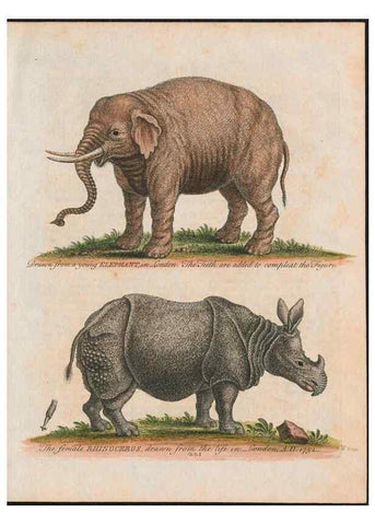 Reproducción/Reproduction 24834588608: Gleanings of natural history, exhibiting figures of quadrupeds, birds, insects, plants &c.... London :Printed for author at the Royal Collage of Physicians,1758-1764.. 
