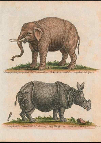Reproducción/Reproduction 24834588608: Gleanings of natural history, exhibiting figures of quadrupeds, birds, insects, plants &c.... London :Printed for author at the Royal Collage of Physicians,1758-1764.. 