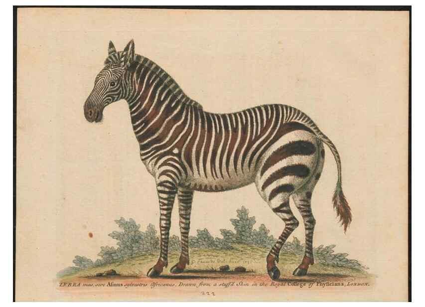 Reproducción/Reproduction 37819687595: Gleanings of natural history, exhibiting figures of quadrupeds, birds, insects, plants &c.... London :Printed for author at the Royal Collage of Physicians,1758-1764.. 