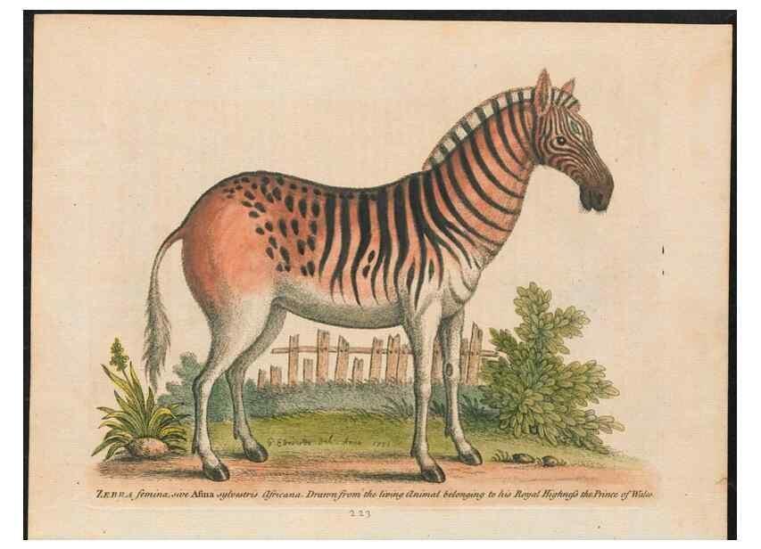Reproducción/Reproduction 24834595668: Gleanings of natural history, exhibiting figures of quadrupeds, birds, insects, plants &c.... London :Printed for author at the Royal Collage of Physicians,1758-1764.. 