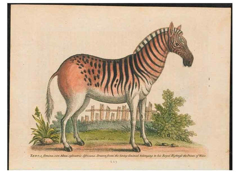 Reproducción/Reproduction 24834595668: Gleanings of natural history, exhibiting figures of quadrupeds, birds, insects, plants &c.... London :Printed for author at the Royal Collage of Physicians,1758-1764.. 