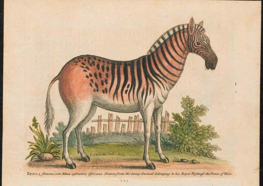 Reproducción/Reproduction 24834595668: Gleanings of natural history, exhibiting figures of quadrupeds, birds, insects, plants &c.... London :Printed for author at the Royal Collage of Physicians,1758-1764.. 