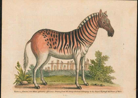 Reproducción/Reproduction 24834595668: Gleanings of natural history, exhibiting figures of quadrupeds, birds, insects, plants &c.... London :Printed for author at the Royal Collage of Physicians,1758-1764.. 