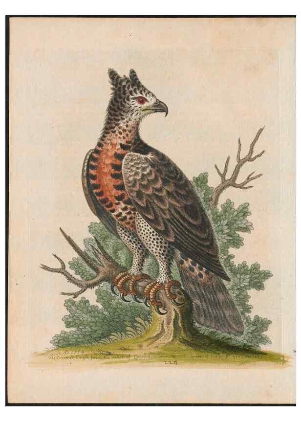 Reproducción/Reproduction 38651619156: Gleanings of natural history, exhibiting figures of quadrupeds, birds, insects, plants &c.... London :Printed for author at the Royal Collage of Physicians,1758-1764.. 