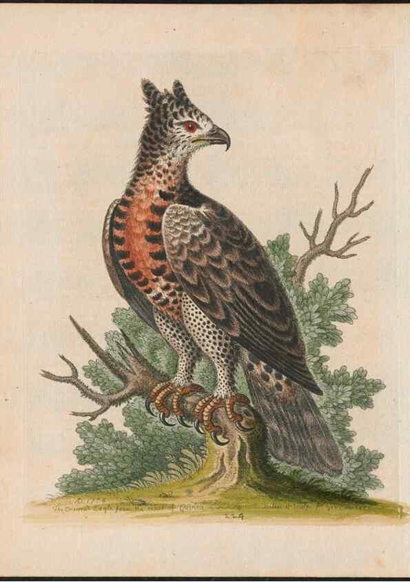 Reproducción/Reproduction 38651619156: Gleanings of natural history, exhibiting figures of quadrupeds, birds, insects, plants &c.... London :Printed for author at the Royal Collage of Physicians,1758-1764.. 