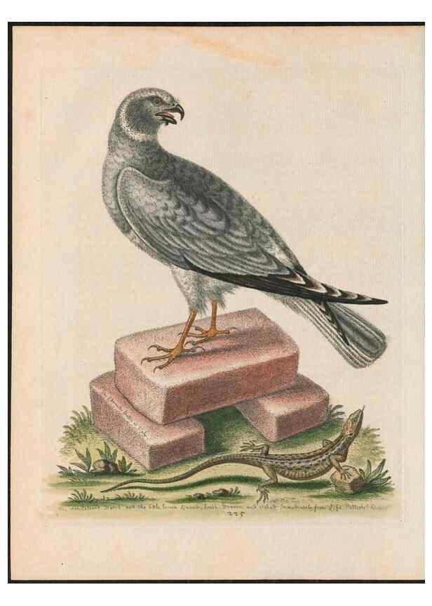 Reproducción/Reproduction 37819698655: Gleanings of natural history, exhibiting figures of quadrupeds, birds, insects, plants &c.... London :Printed for author at the Royal Collage of Physicians,1758-1764.. 